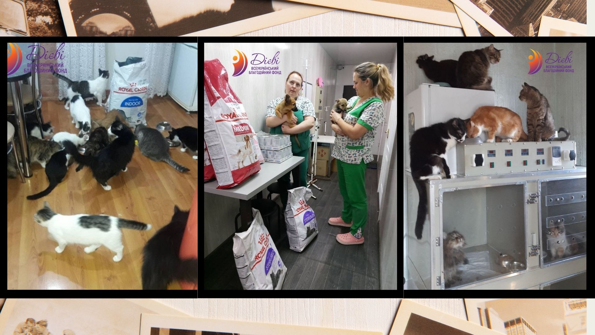 Безхатніх тварин