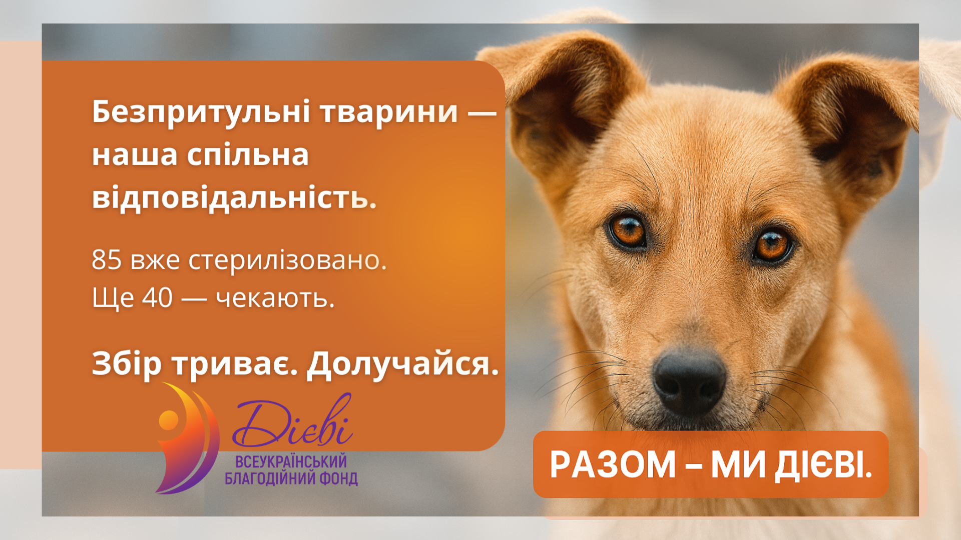 Збір на стерилізацію безпритульних тварин